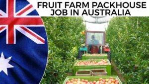 Fruit Farm Packhouse Job in Australia.jpg