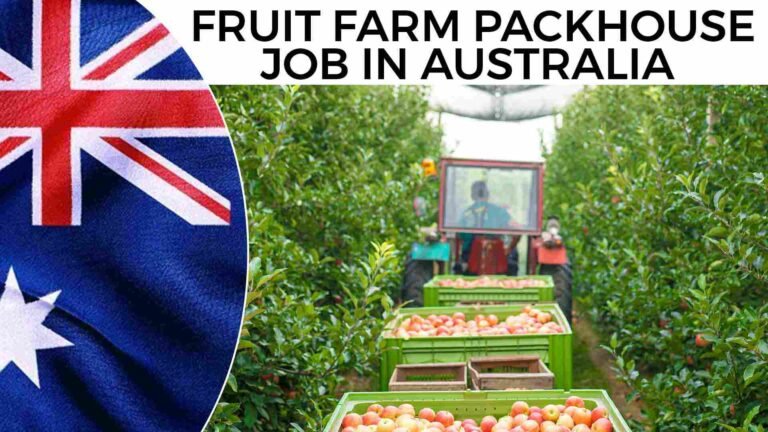 Fruit Farm Packhouse Job in Australia.jpg