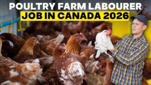 Poultry Farm Labourer Job in Canada 2026.jpg